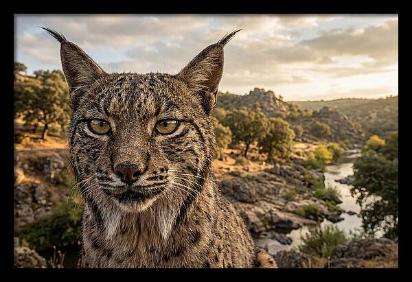 Iberian Lynx In Natural Habitat