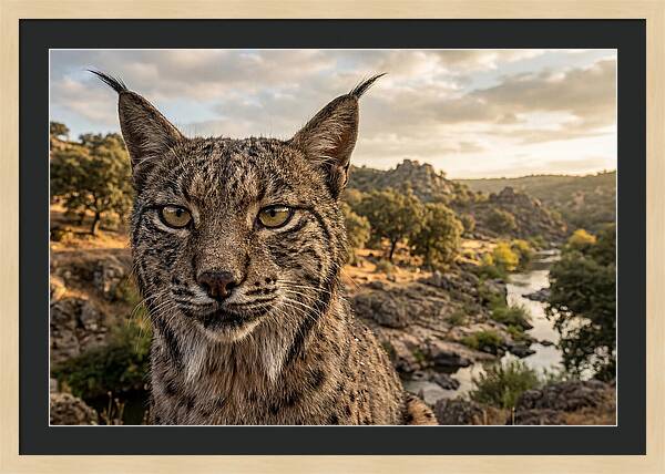 Iberian Lynx In Natural Habitat