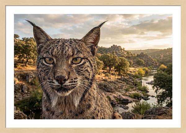 Iberian Lynx In Natural Habitat