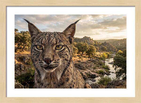 Iberian Lynx In Natural Habitat