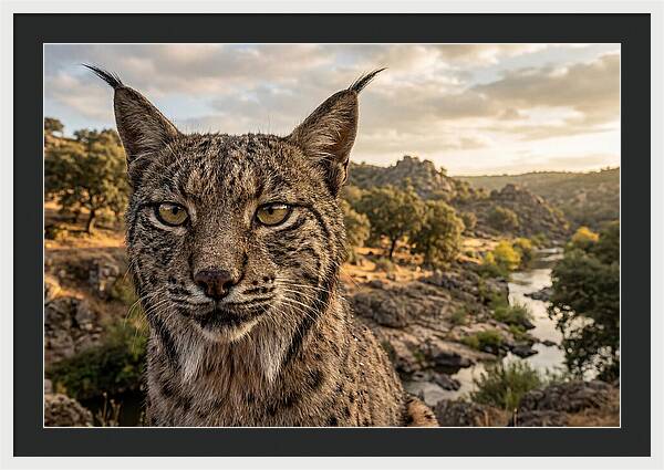 Iberian Lynx In Natural Habitat