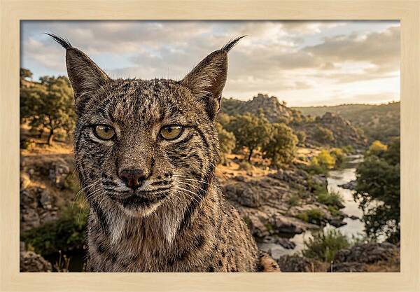 Iberian Lynx In Natural Habitat