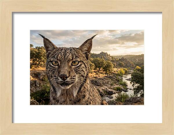 Iberian Lynx In Natural Habitat
