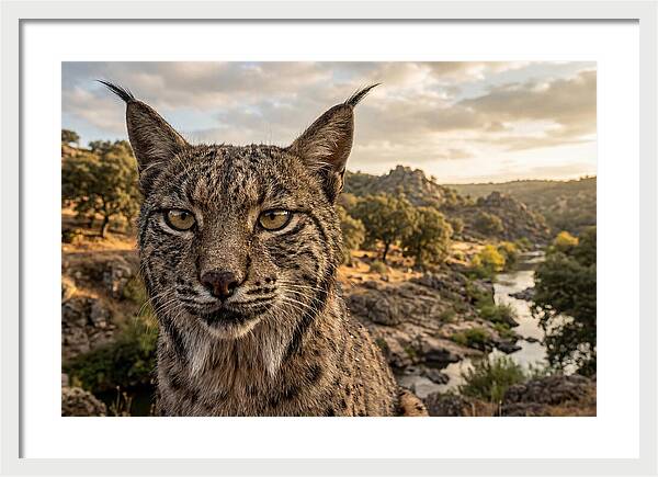 Iberian Lynx In Natural Habitat