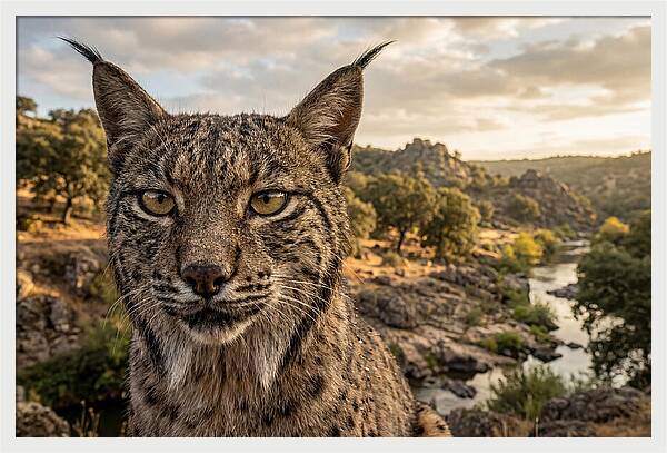 Iberian Lynx In Natural Habitat