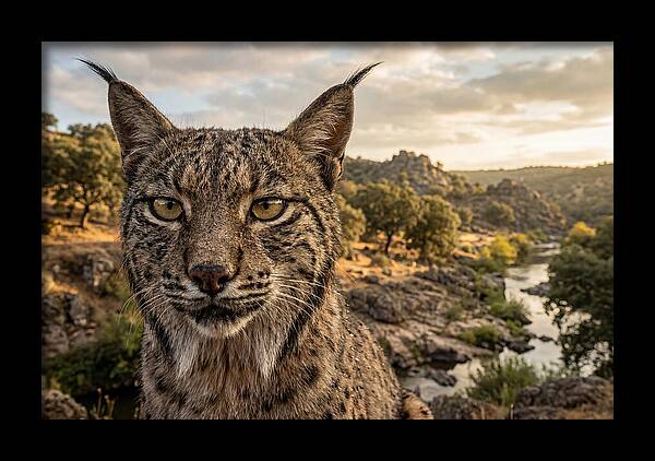 Iberian Lynx In Natural Habitat