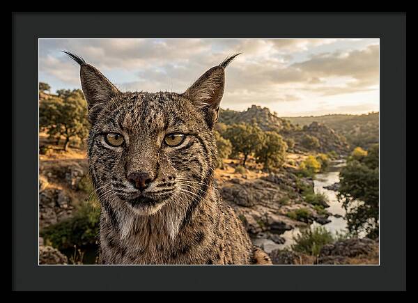 Iberian Lynx In Natural Habitat