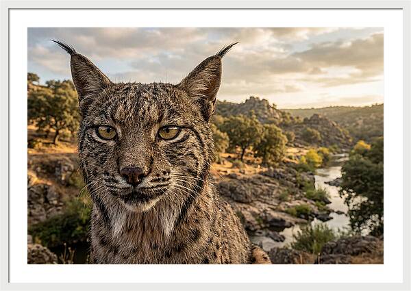Iberian Lynx In Natural Habitat