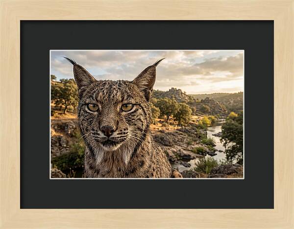 Iberian Lynx In Natural Habitat