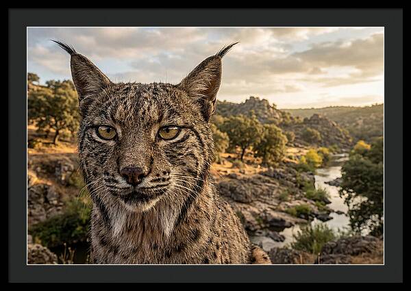 Iberian Lynx In Natural Habitat