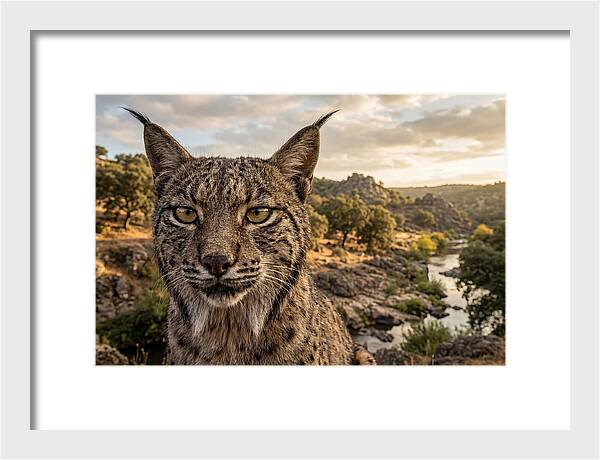 Iberian Lynx In Natural Habitat