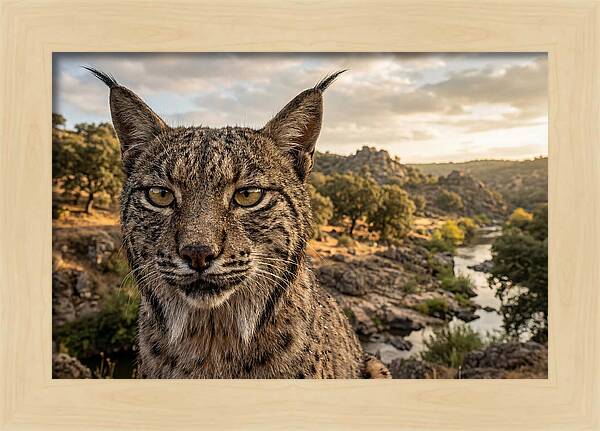 Iberian Lynx In Natural Habitat