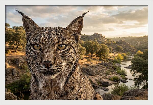 Iberian Lynx In Natural Habitat