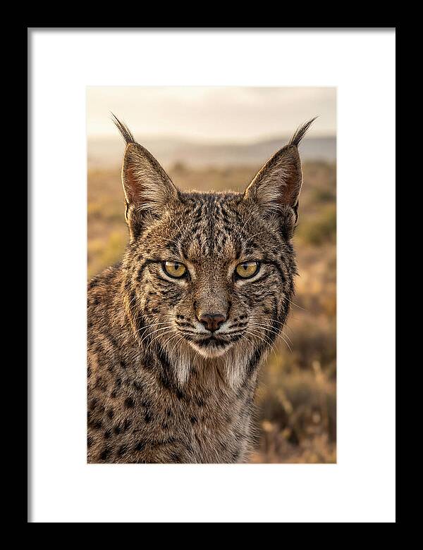 Iberian Lynx Portrait