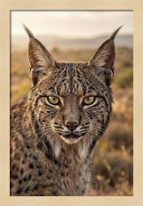 Iberian Lynx Portrait