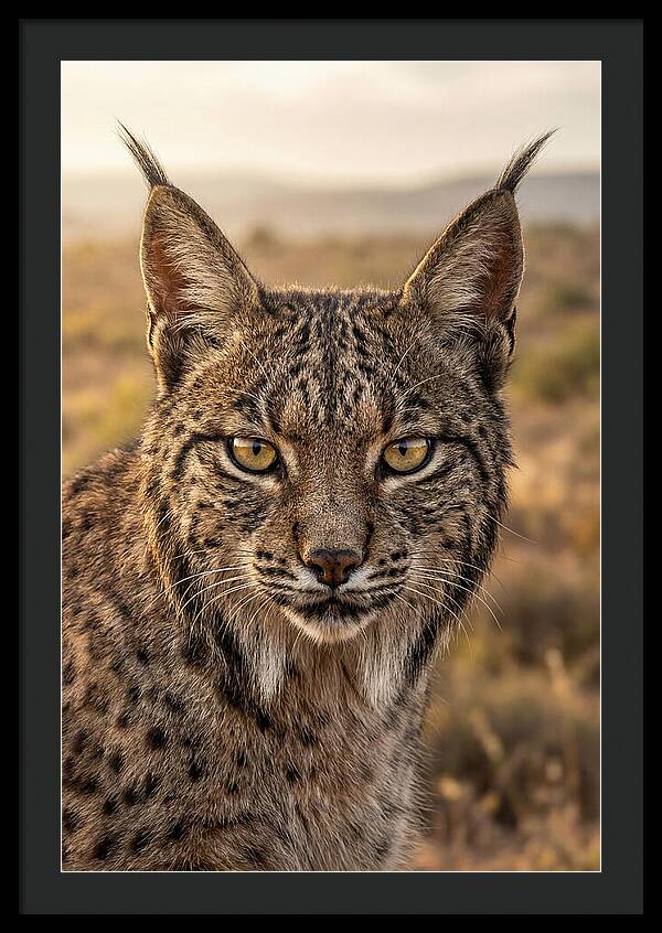 Iberian Lynx Portrait