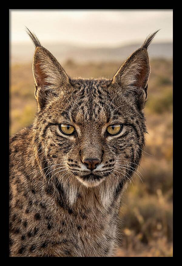 Iberian Lynx Portrait
