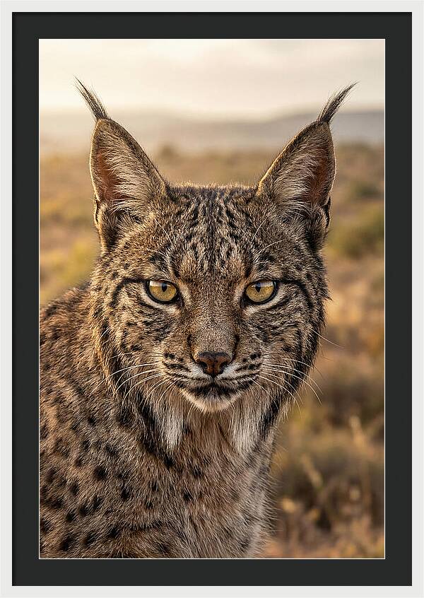 Iberian Lynx Portrait