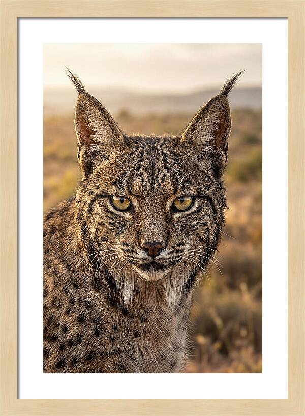Iberian Lynx Portrait