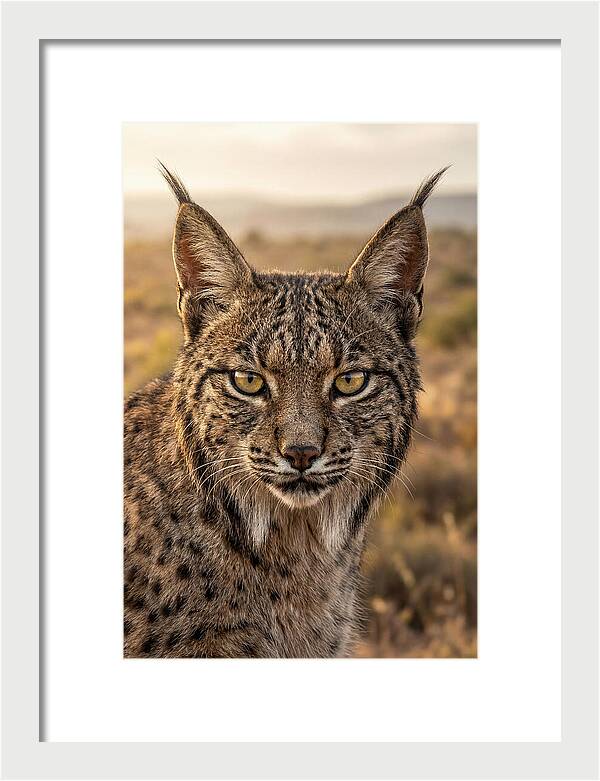 Iberian Lynx Portrait