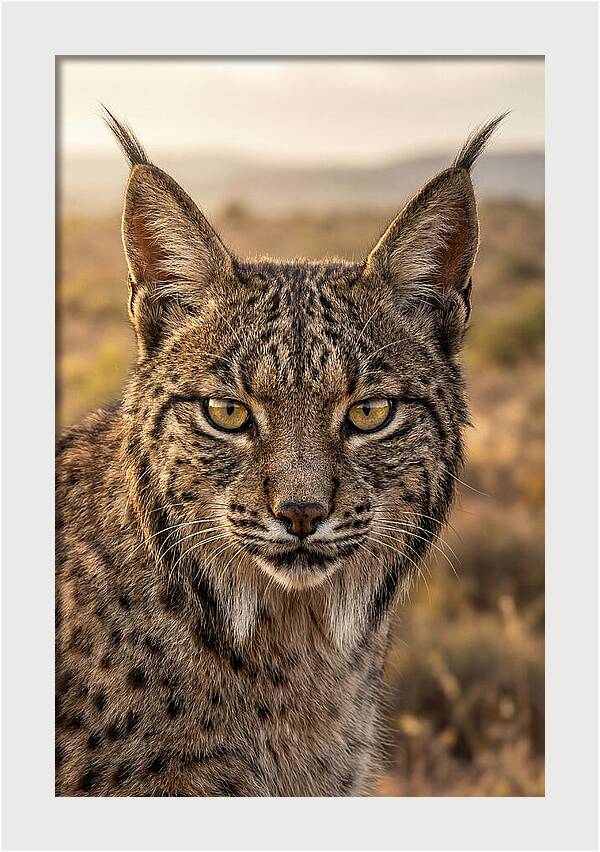 Iberian Lynx Portrait