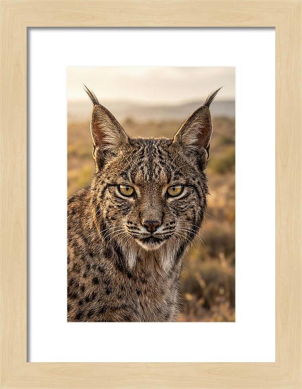 Iberian Lynx Portrait
