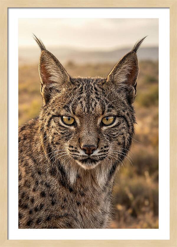 Iberian Lynx Portrait