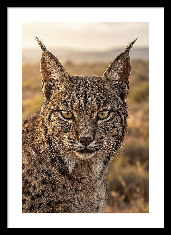 Iberian Lynx Portrait