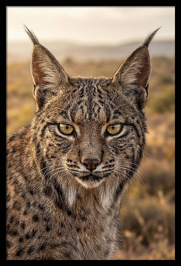 Iberian Lynx Portrait
