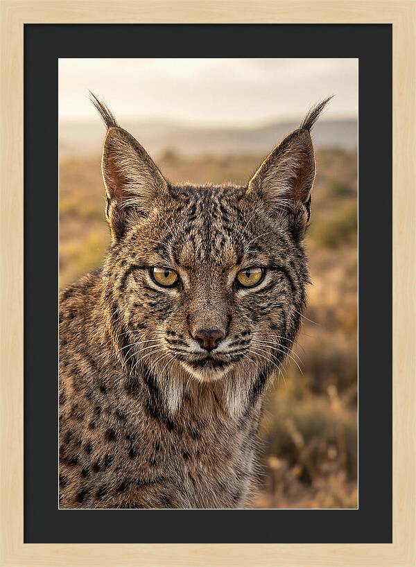 Iberian Lynx Portrait