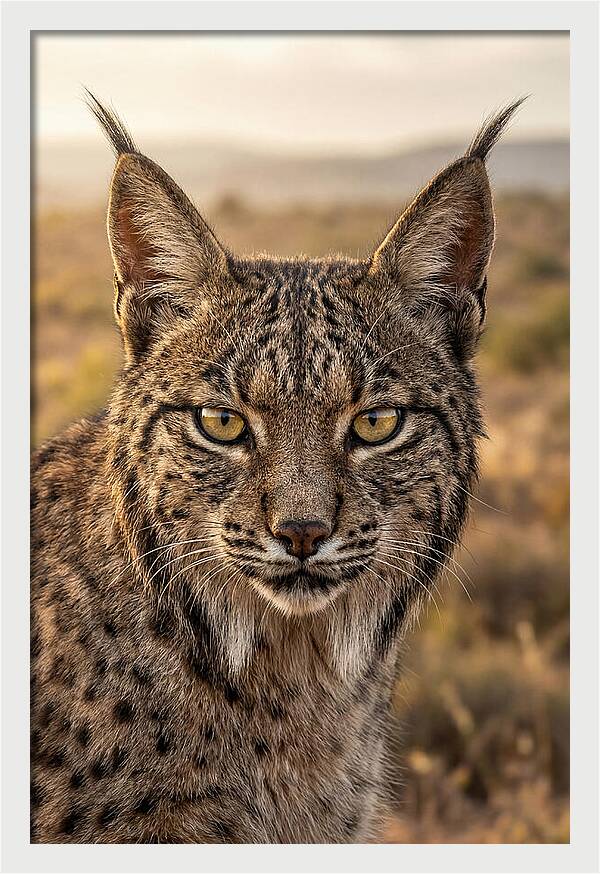 Iberian Lynx Portrait