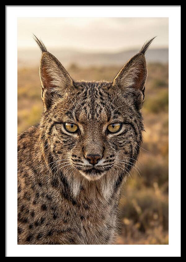 Iberian Lynx Portrait
