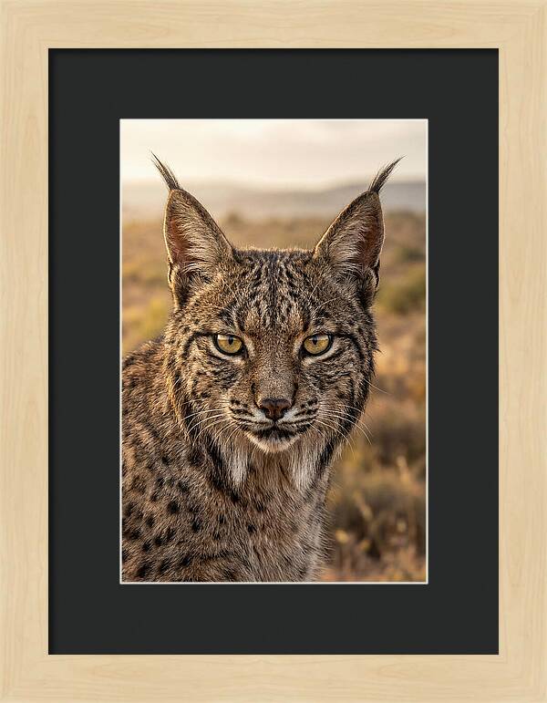 Iberian Lynx Portrait