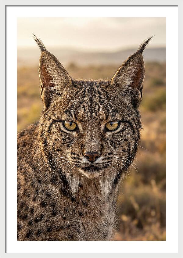 Iberian Lynx Portrait