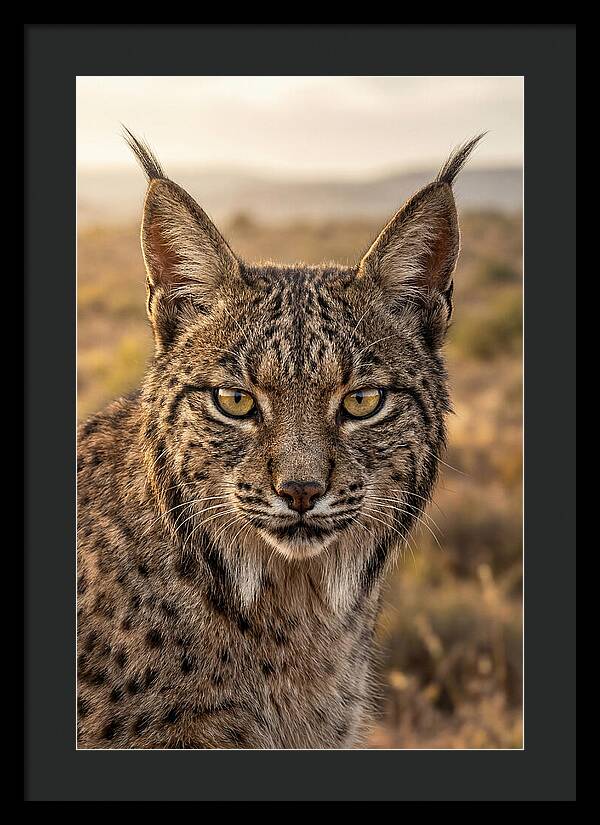 Iberian Lynx Portrait