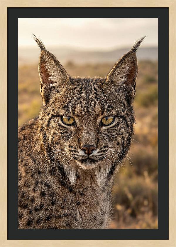 Iberian Lynx Portrait