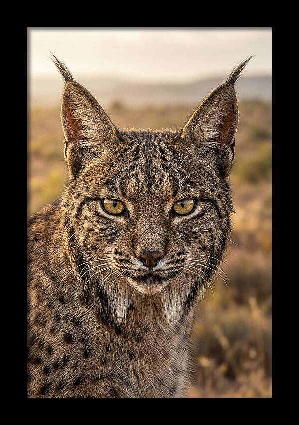 Iberian Lynx Portrait