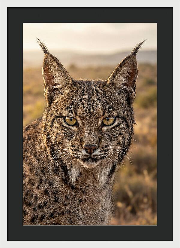 Iberian Lynx Portrait