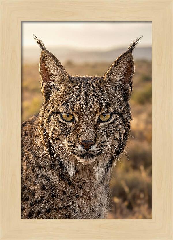 Iberian Lynx Portrait