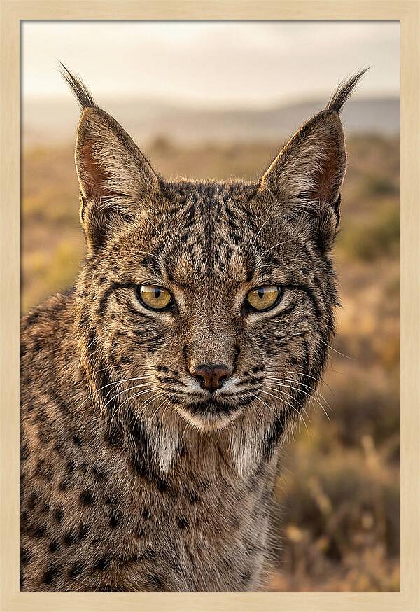 Iberian Lynx Portrait