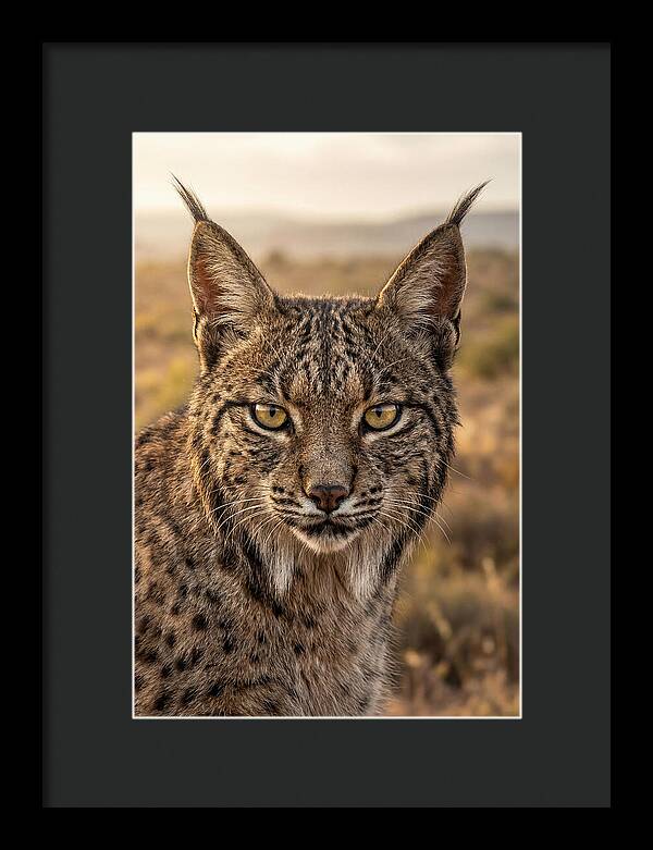 Iberian Lynx Portrait