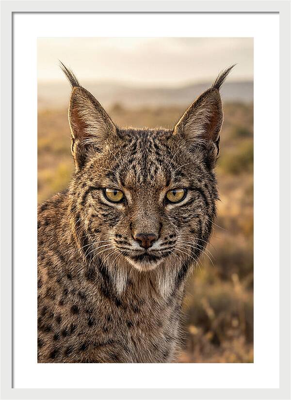 Iberian Lynx Portrait