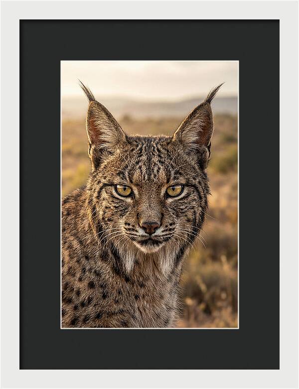 Iberian Lynx Portrait