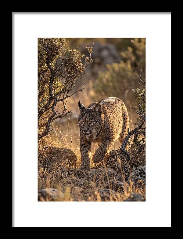 Iberian Lynx Stalking