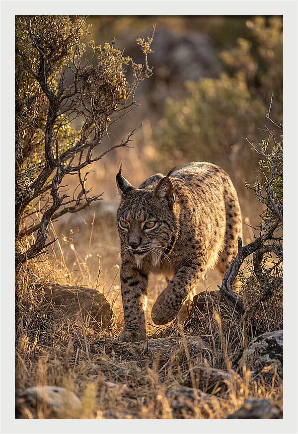 Iberian Lynx Stalking