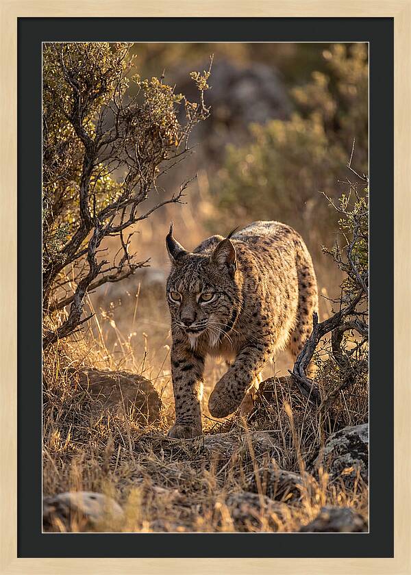 Iberian Lynx Stalking