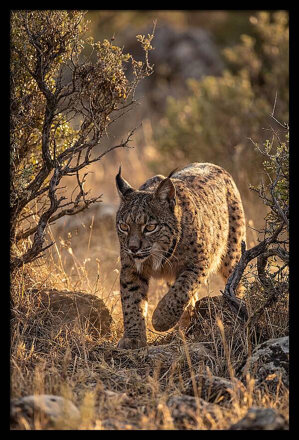 Iberian Lynx Stalking