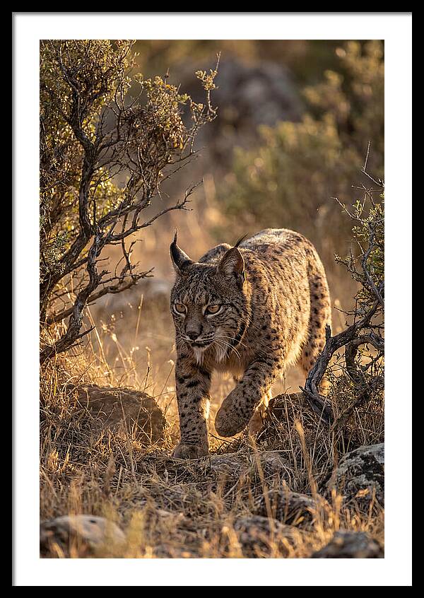 Iberian Lynx Stalking