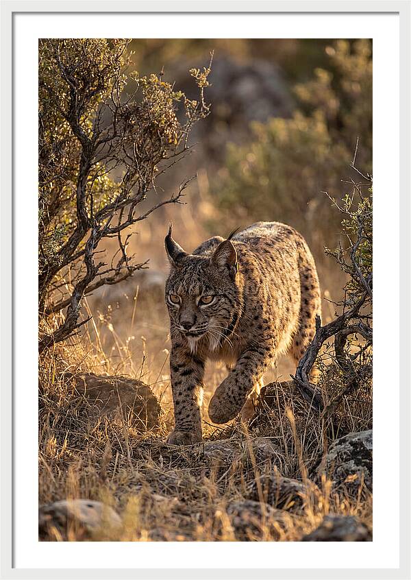 Iberian Lynx Stalking
