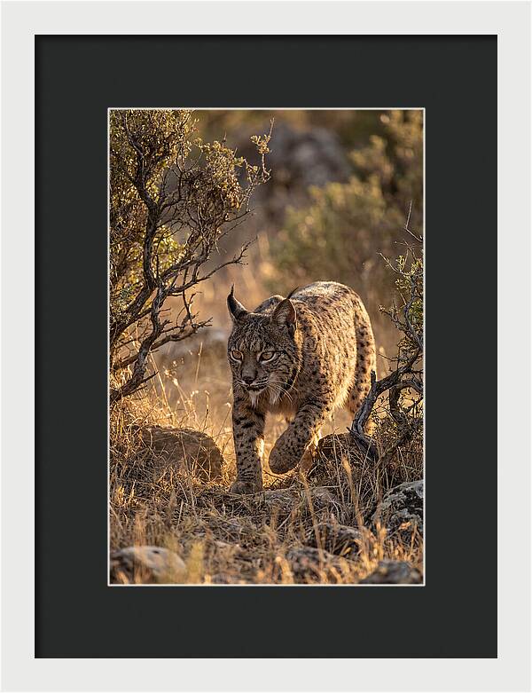 Iberian Lynx Stalking